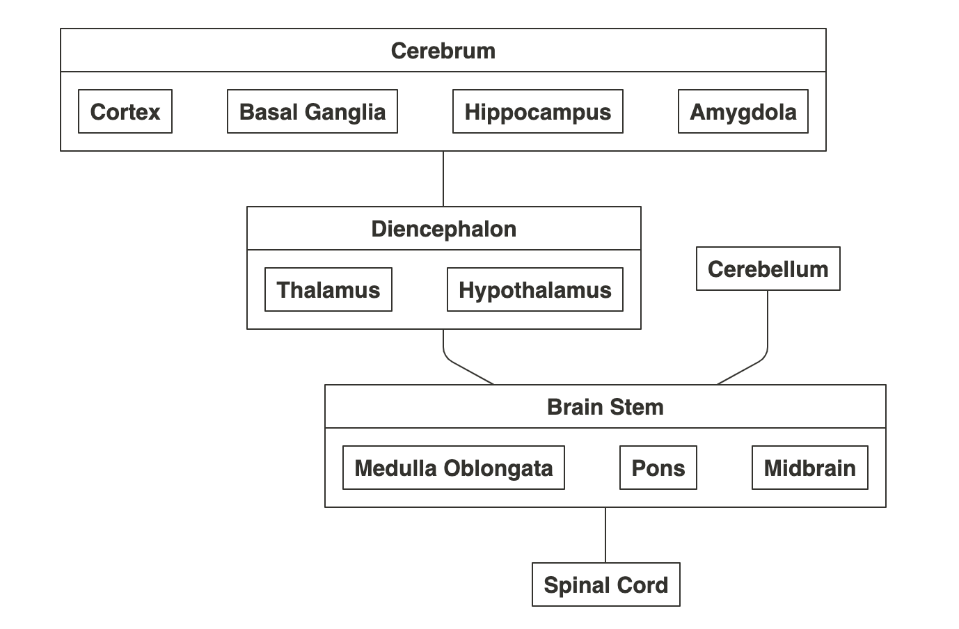 Parts of the central nervous system