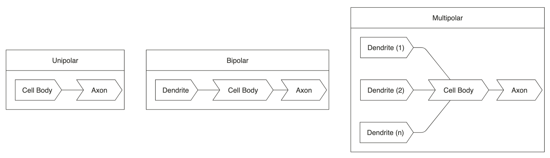 Classification of neurons