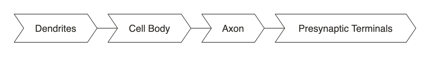 Regions of a neuron